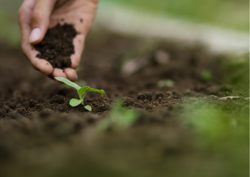 potager en terre enrichie